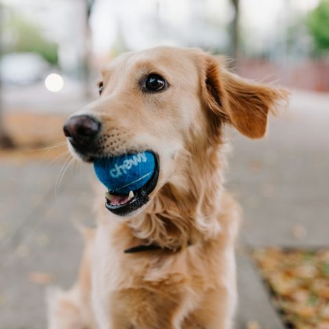 golden retriever puppy with blue ball on mouth
