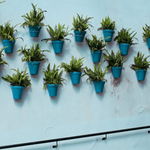 a bunch of potted plants on a wall